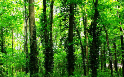 Can’t see the mountain for the trees