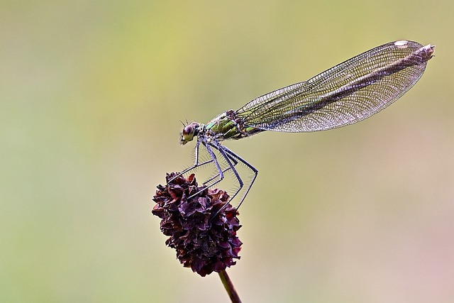 Close-up of a dragonfly perched on a dried flower against a blurred green background, highlighting delicate wings and intricate body details.