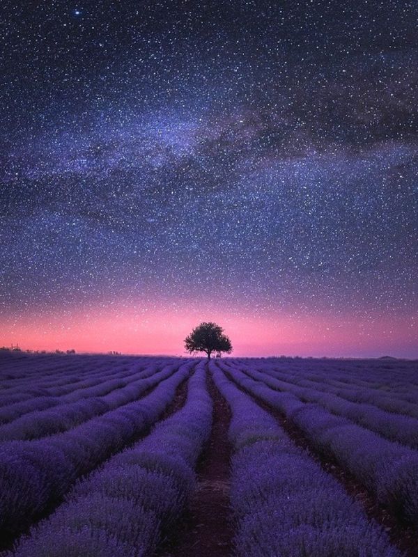 A lone tree stands in a lavender field under a starry sky during twilight, creating a serene and picturesque scene.