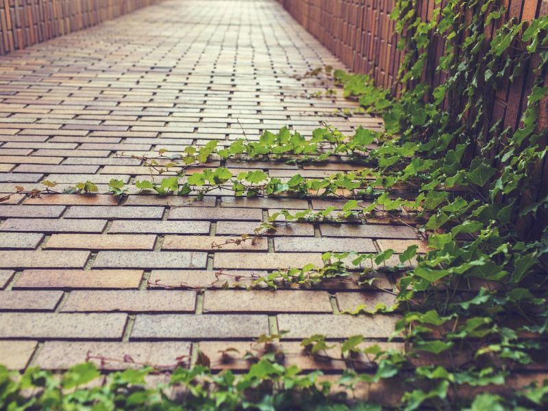 A brick pathway is lined with green ivy plants creeping along the edges, creating a serene and natural atmosphere in an outdoor setting.